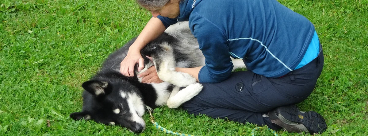 Therese zeigt den Behandlungsablauf bei einem liegenden Hund