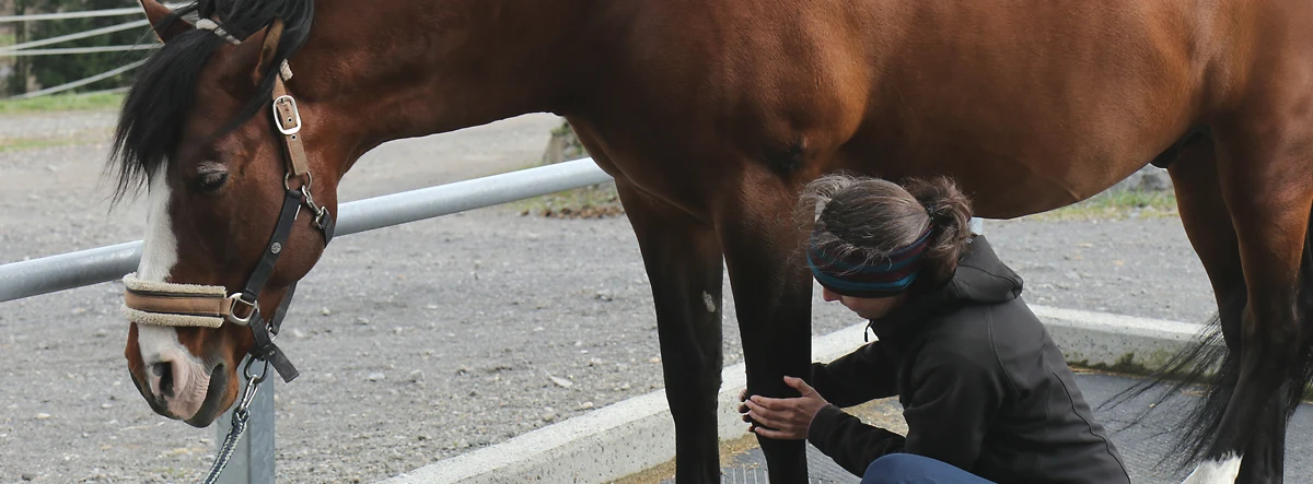 Sichtlich entspannt geniesst ein Pferd die Craniosacral Therapie von Therese von Allmen