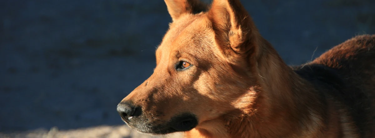 Ein Schäferhund beobachtet aufmerksam seine Umgebung