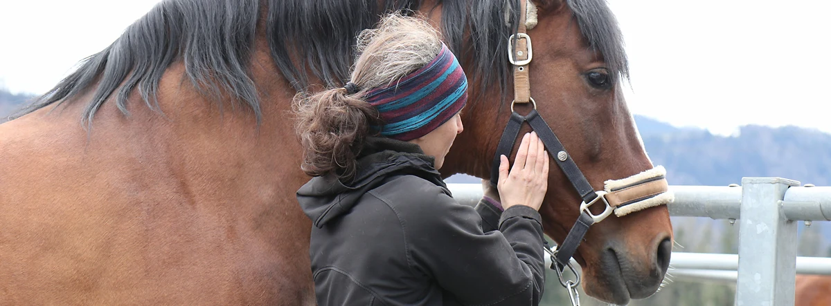 Therese hilft dem Pferd mit einer Lymphdrainage am Kopf 