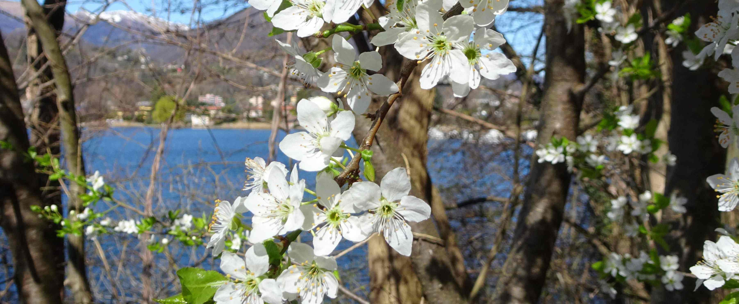 Bachblüten Cherry Plum